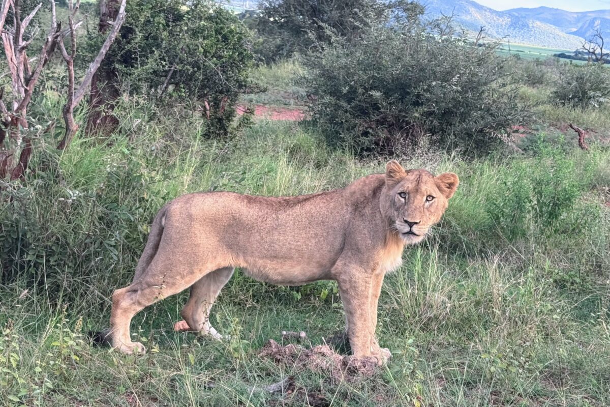 In den Krüger Park mit Hindernissen
