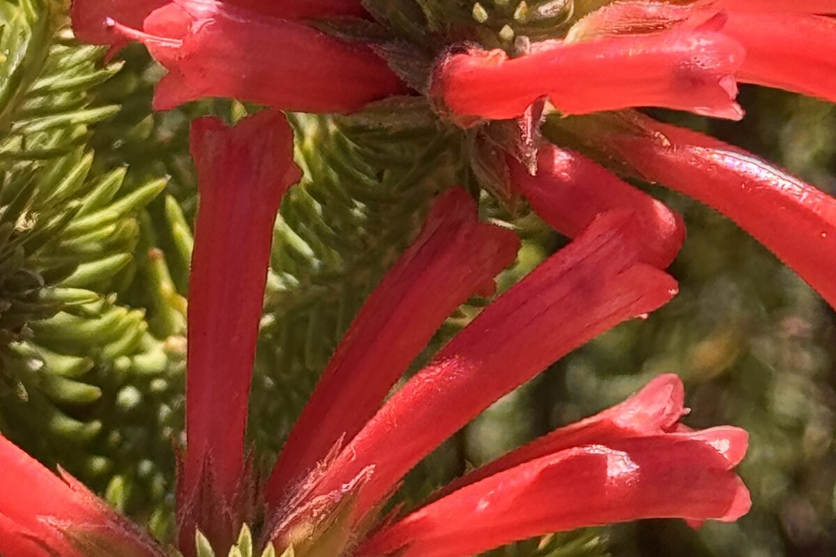 Hoerikwaggo (khoi, “aus dem Meer ragend”)