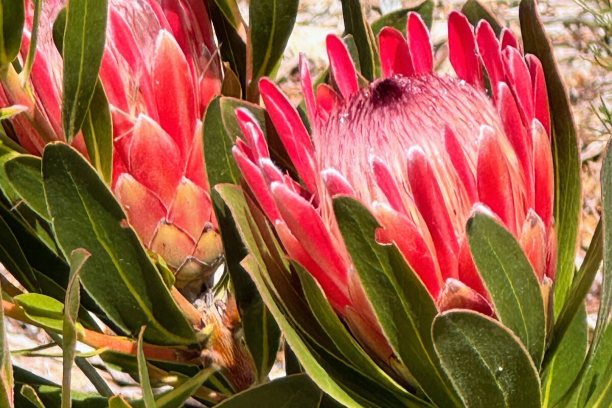 Die Proteen in Kirstenbosch