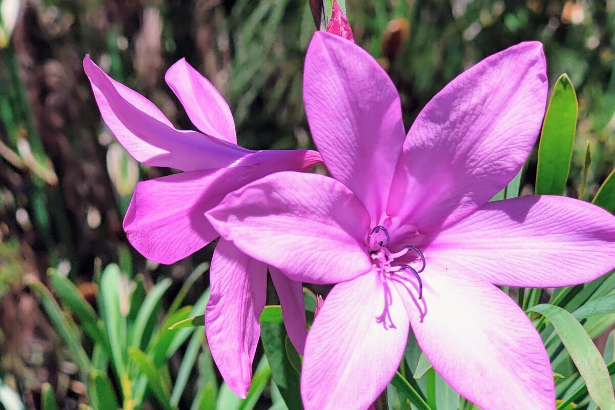 Flower Power in Kirstenbosch