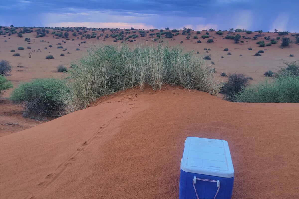 Der rote Sand der Kalahari