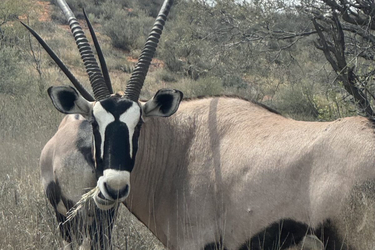 Der Oryx mit vier Hörnern
